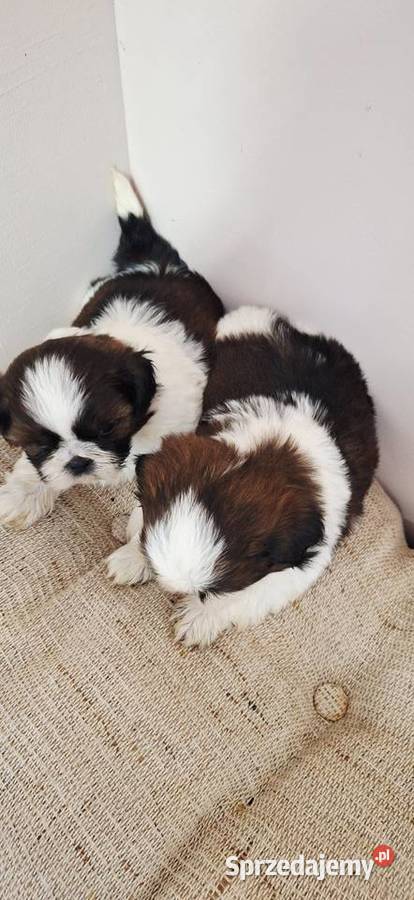 Shih Tzu szczeniaczki Shih Tzu mazowieckie Przysucha sprzedam