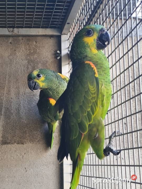 Amazonka Niebieskoczelna Zawady