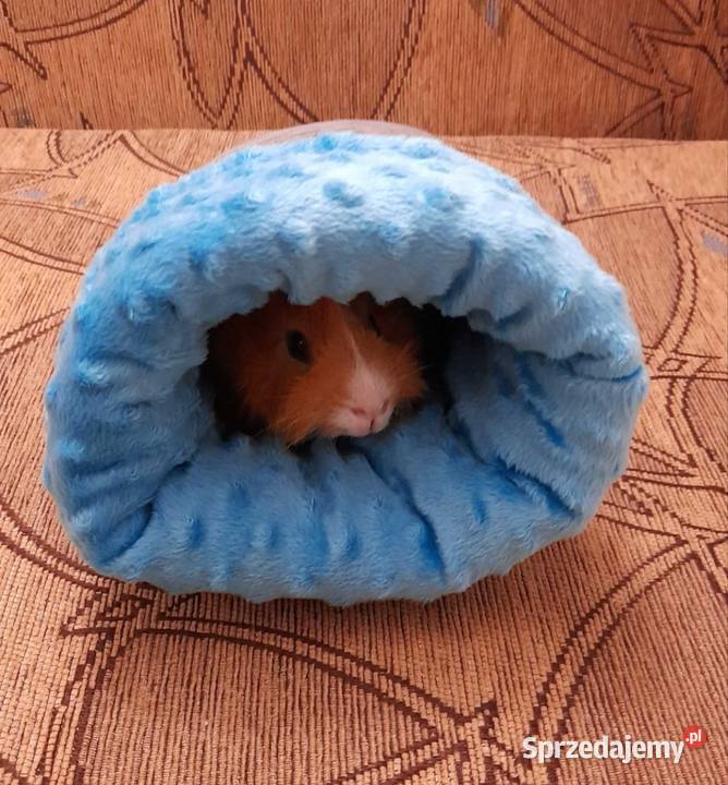 Norka gryzoni świnki morskiej 2538 Koło sprzedam