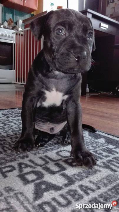 PitBull Red Nose Staffik Szczeniak pierwszy z Bełchatów sprzedam