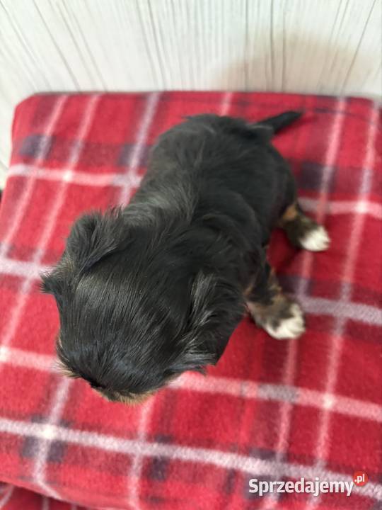 Do Rezerwacji Pimpek Yorkshire Terrier Biewer Konin