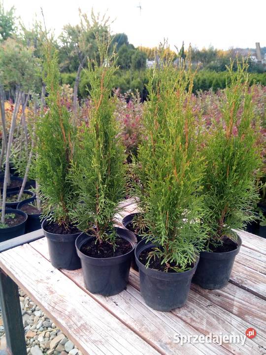 Tuja szmaragd tuje thuja smaragd szmaragdowa Jasło sprzedam