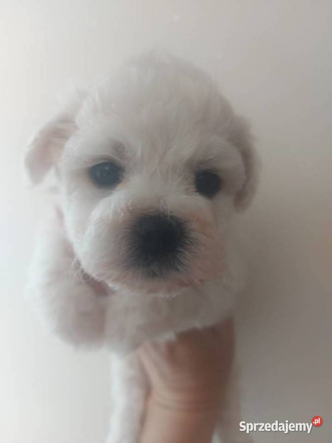 Bichon frise Fci