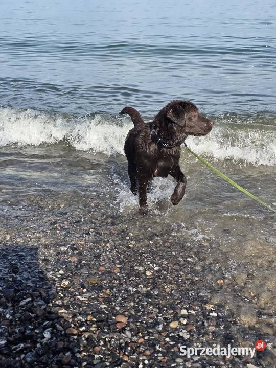 8 miesiecznyLabrador Retriever Szczecin sprzedam