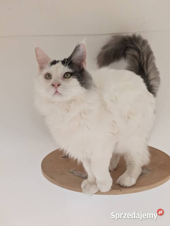 Diablo kocurek niebiesko czarny Maine Coon śląskie Pszczyna