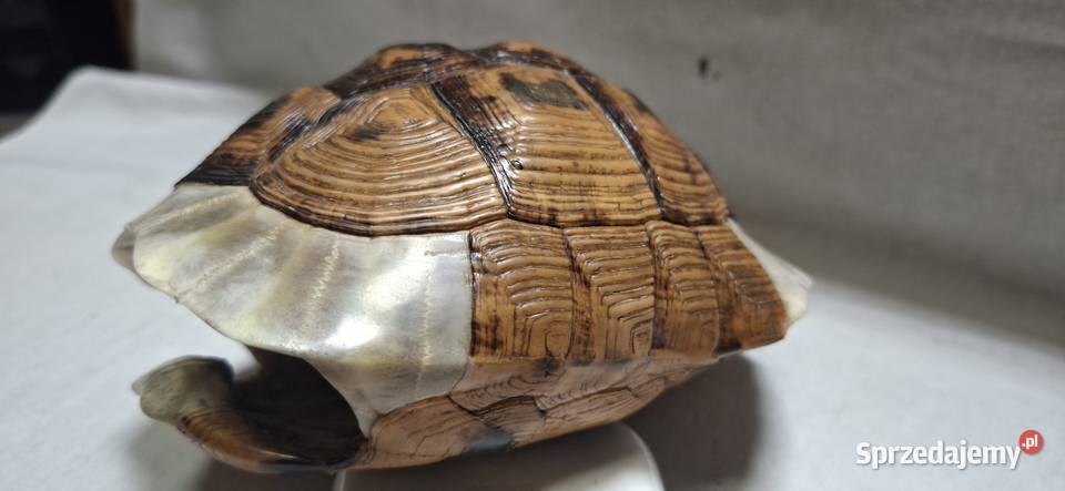 Skorupa Żółwia Karapaks 1972 Zielona Góra