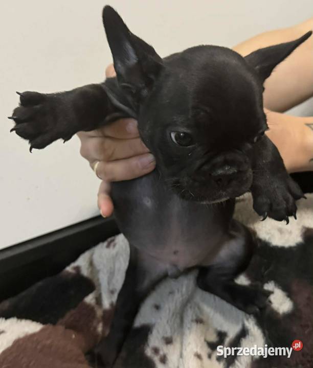 Buldog francuski szczeniaki buldoga francuskiego Sierzchów sprzedam