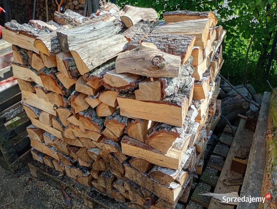 Sosna opałowa wielkopolskie Siekierki Małe