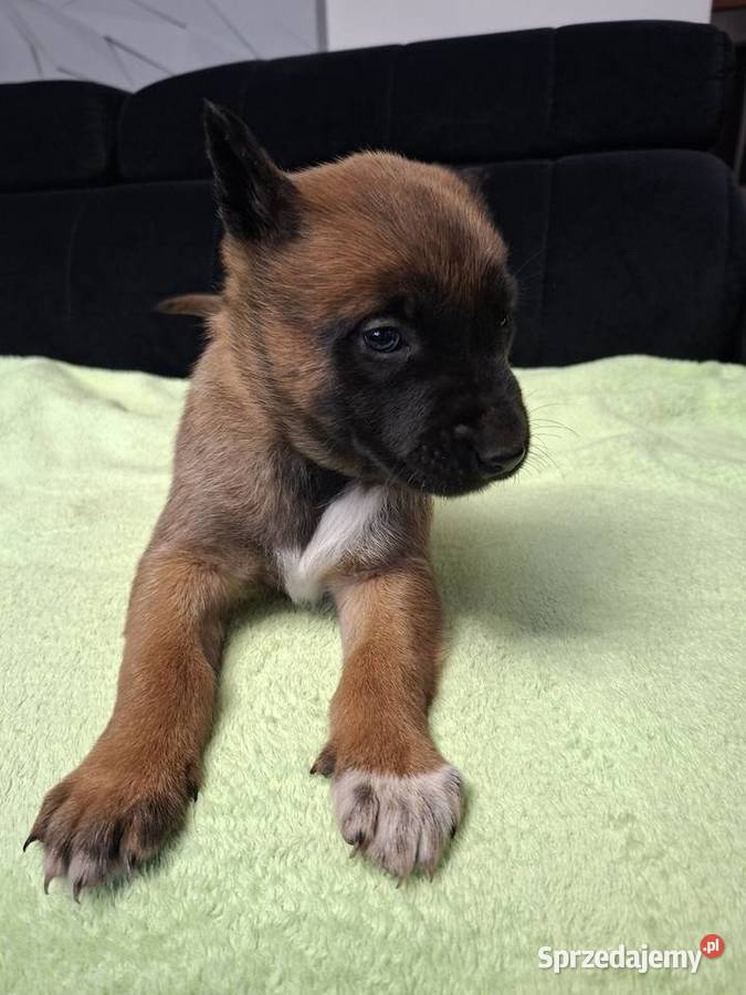 Owczarek Belgijski Malinois Szczeniaki śląskie
