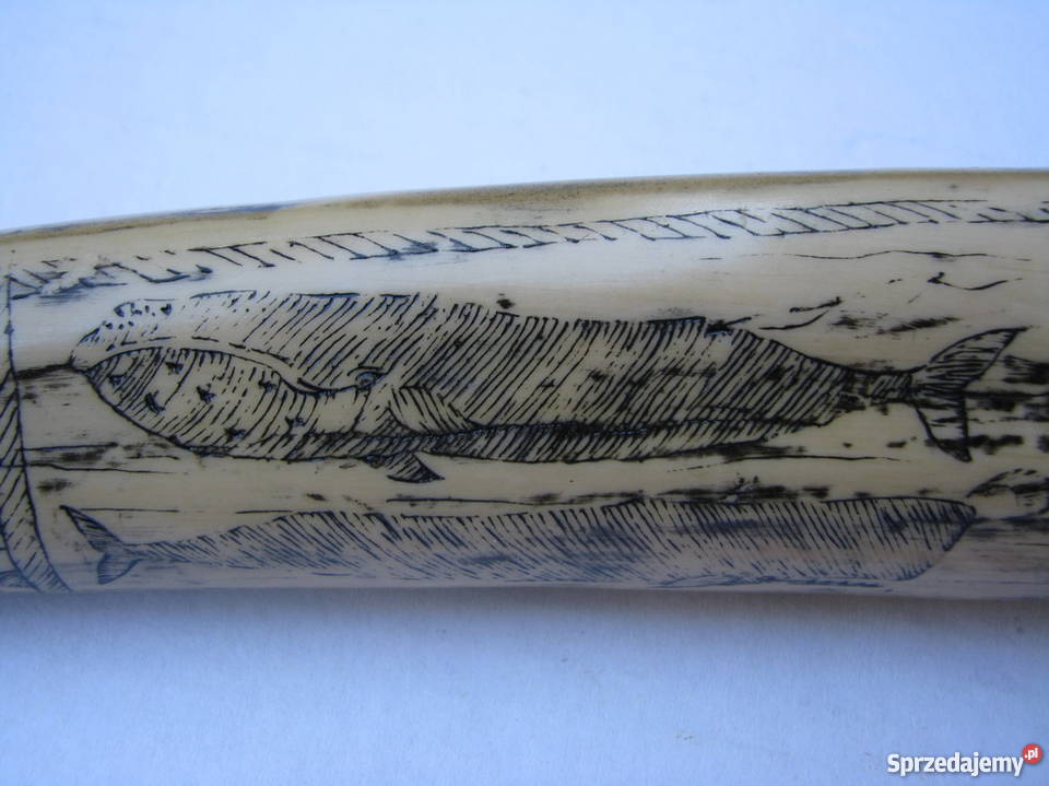 RÓG KIEŁ MORSA TROFEUM RZEŹBIONY Kraków