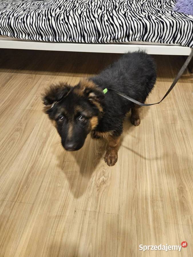 Owczarek niemiecki suczka