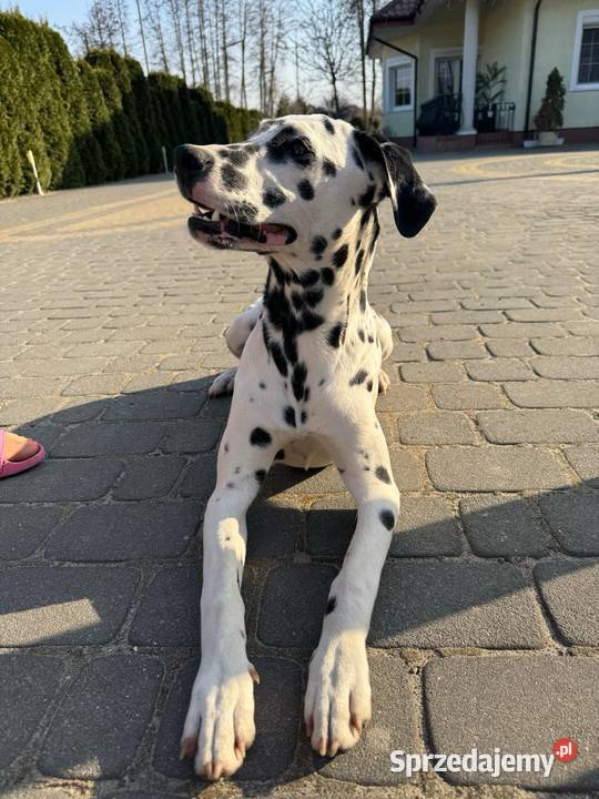 Dalmatyńczyk Dalmatyńczyki Szczeniak Już Gotowa Józefów