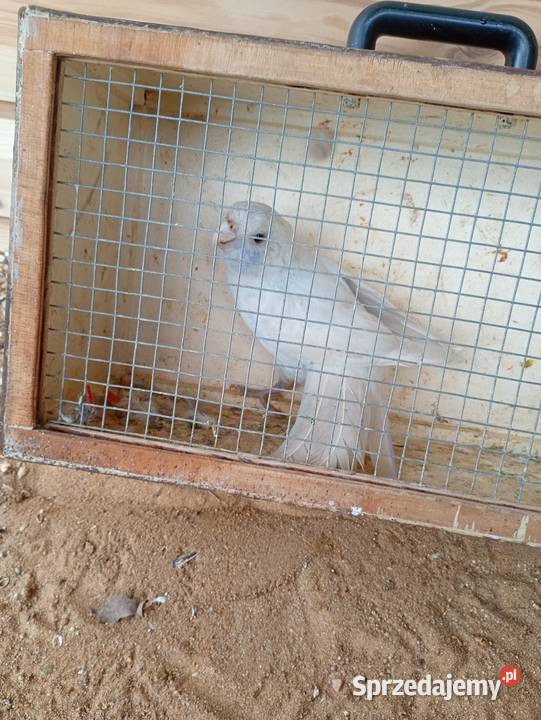 Rozele królewskie Zduńska Wola