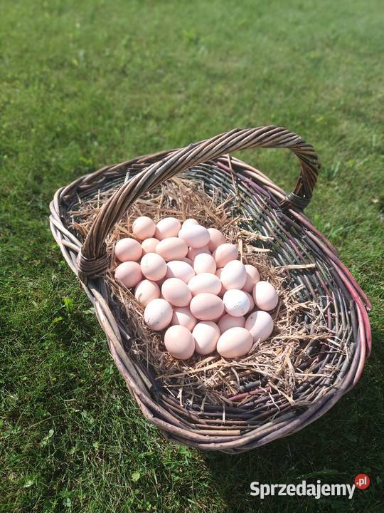 Jajka wiejskie warmińsko-mazurskie Olbrachtowo