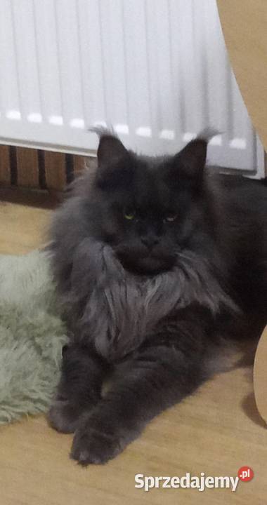 Rezerwacja Maine Coon Kcynia