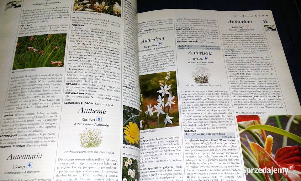 Ilustrowana encyklopedia roślin Dom balkon taras lubelskie