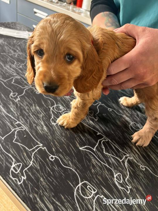 Szczeniaki cocker spaniel Nicponia