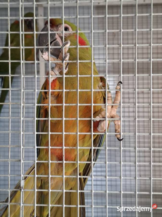 Ara rubrogenys małopolskie Lipnica Mała