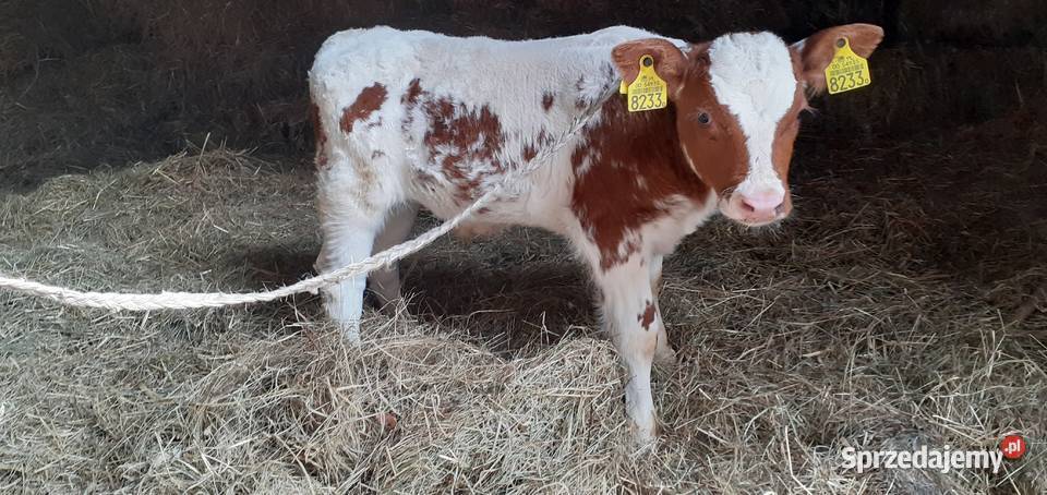 Byczek mięsny Simental cielę świętokrzyskie Stary Solec