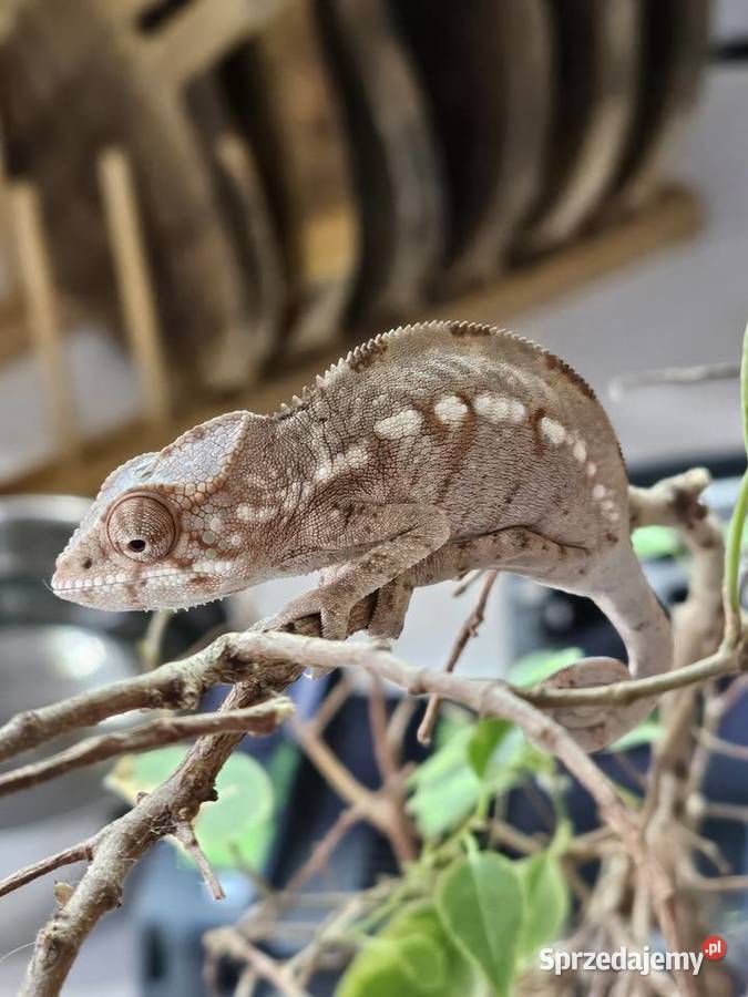 Kameleon lamparci samiczka Gady i płazy Kraków