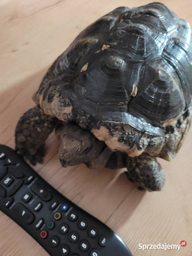 Żółw Obrzeżony samiec Oborniki sprzedam