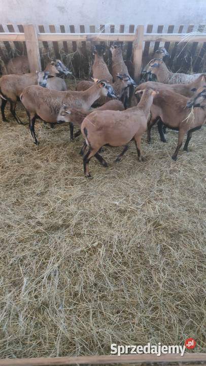 SPRZEDAM JAGNIĘTA KAMERUN Żłobek