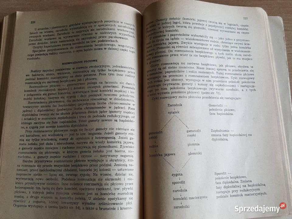 REPETYTORIUM z biologii Hausbrandt skrypt Książki naukowe i popularnonaukowe Książki naukowe i popularnonaukowe Złotniki