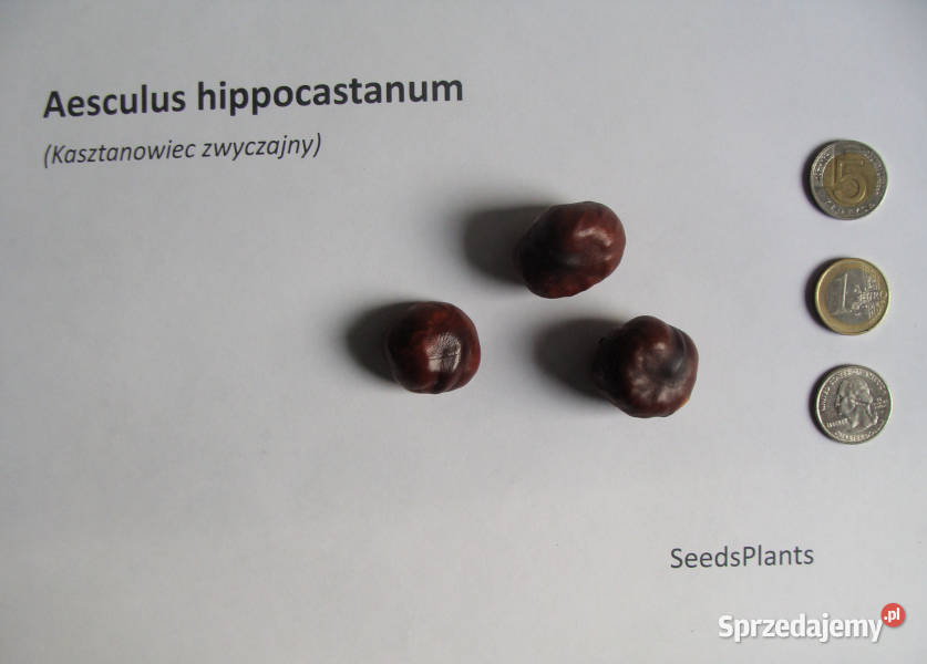 KASZTANOWIEC ZWYCZAJNY Aesculus hippocastanum Nasiona Lubanie