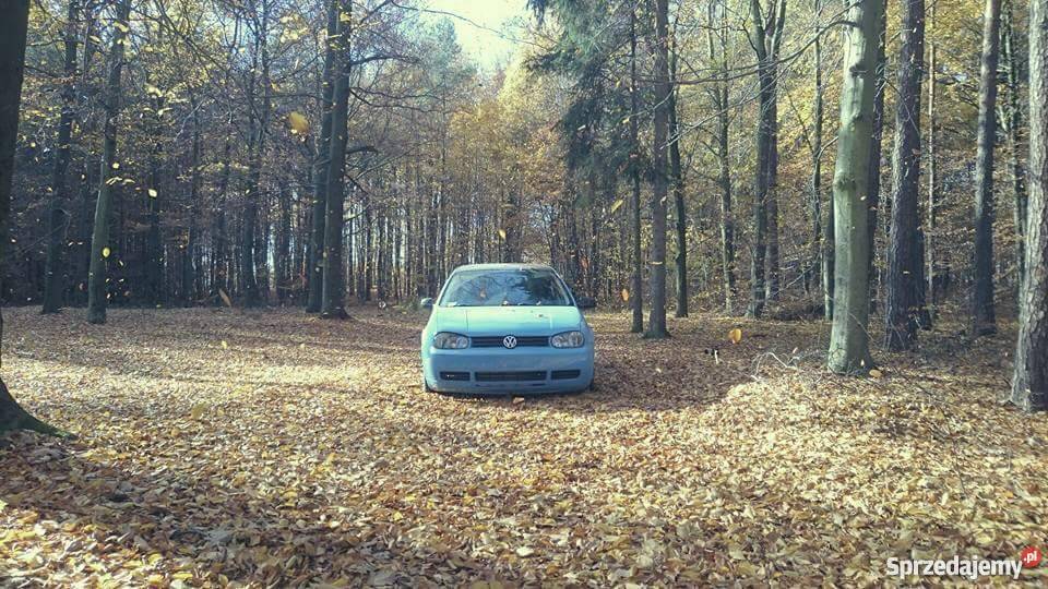 Golf 4 USZKODZONY Wyręba