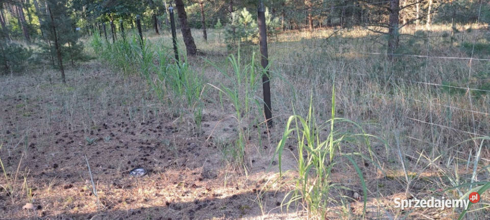 SPRZEDAM BEZPOŚREDNIO DZIAŁKI BUDOWLANE W utwardzona