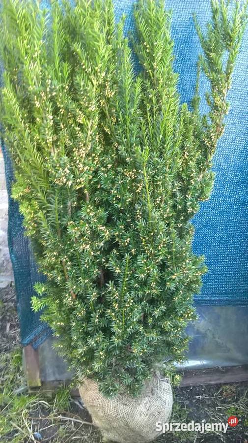 Cis Tani Szybkorosnący Żywopłot Mszczonów