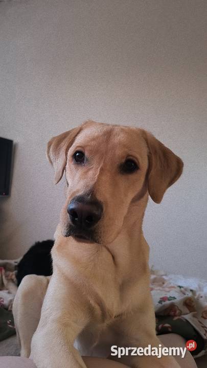 Labrador retriever Psy Łódź
