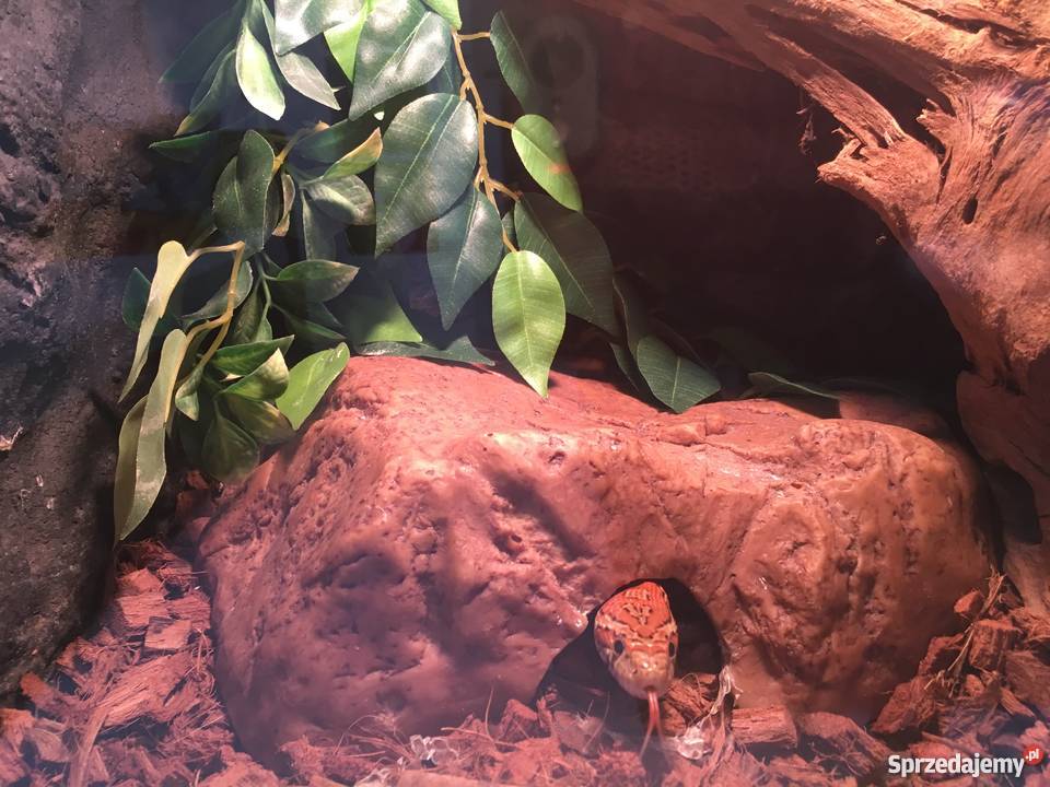 Wąż zbożowy Poznań