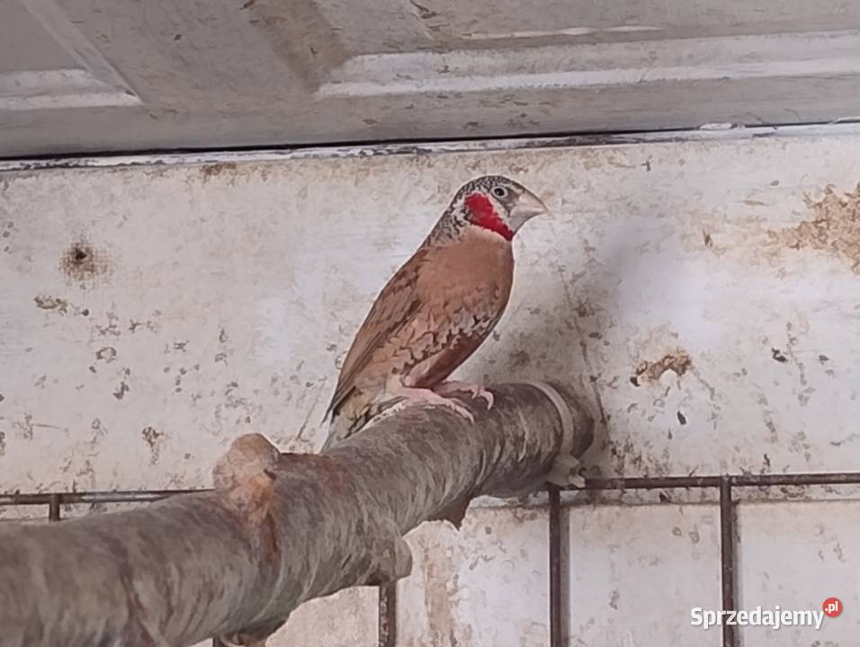 Amadyna Obrożna samiec Blachownia