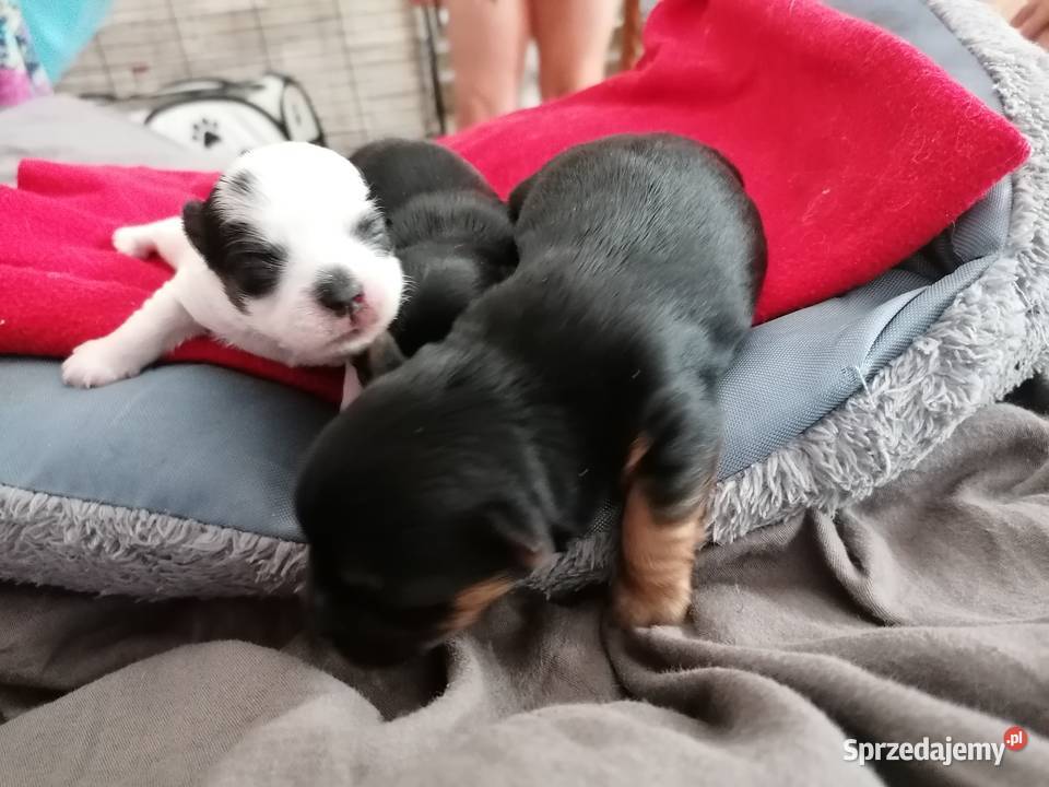 Przepiękny york z rodowodem