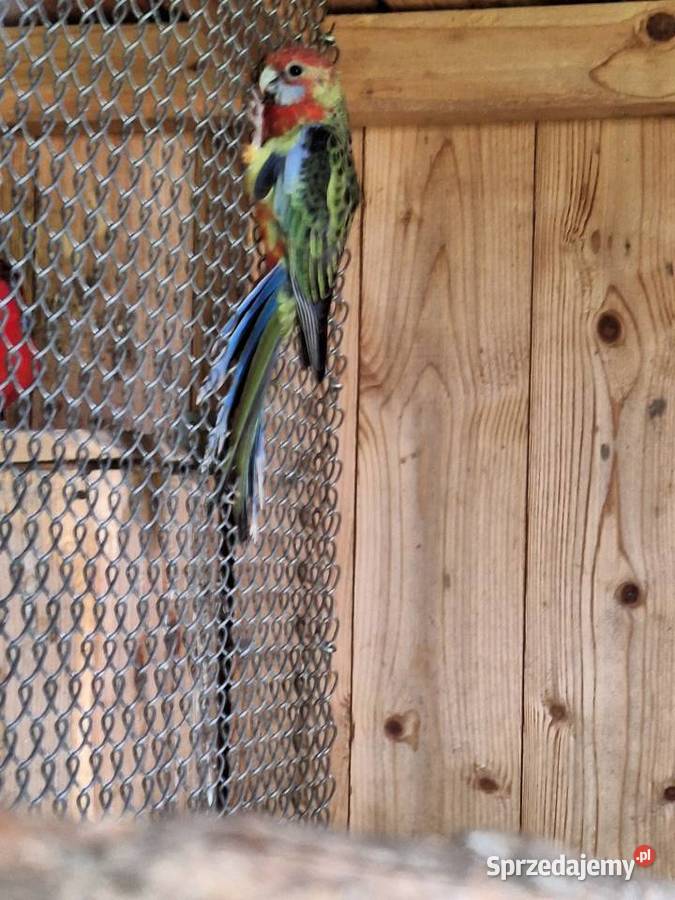 Rozele krolewskie Krzyżanowice sprzedam