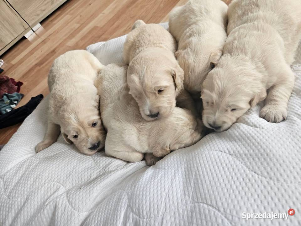 Sprzedam Golden Retriver Golden Retriever Zaniówka