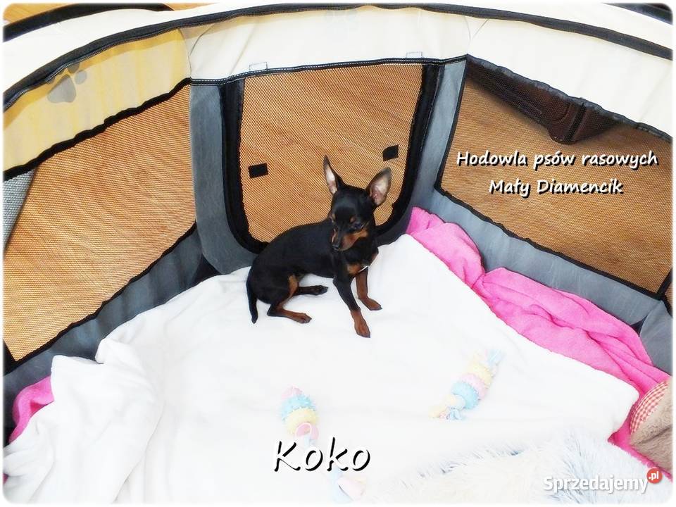 Malutka Sunia KOKO Pinczer miniaturowy Ratlerek lubuskie Żary sprzedam