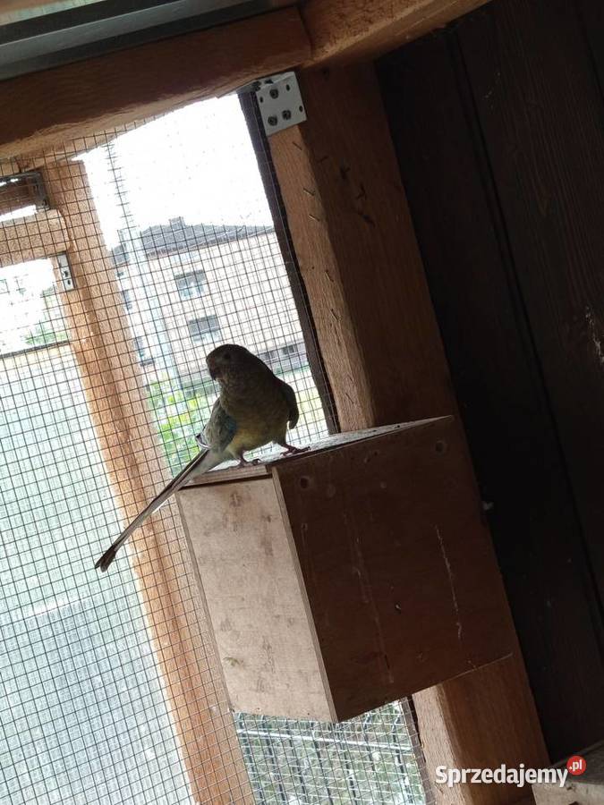 Papugi świergotki pary Wola