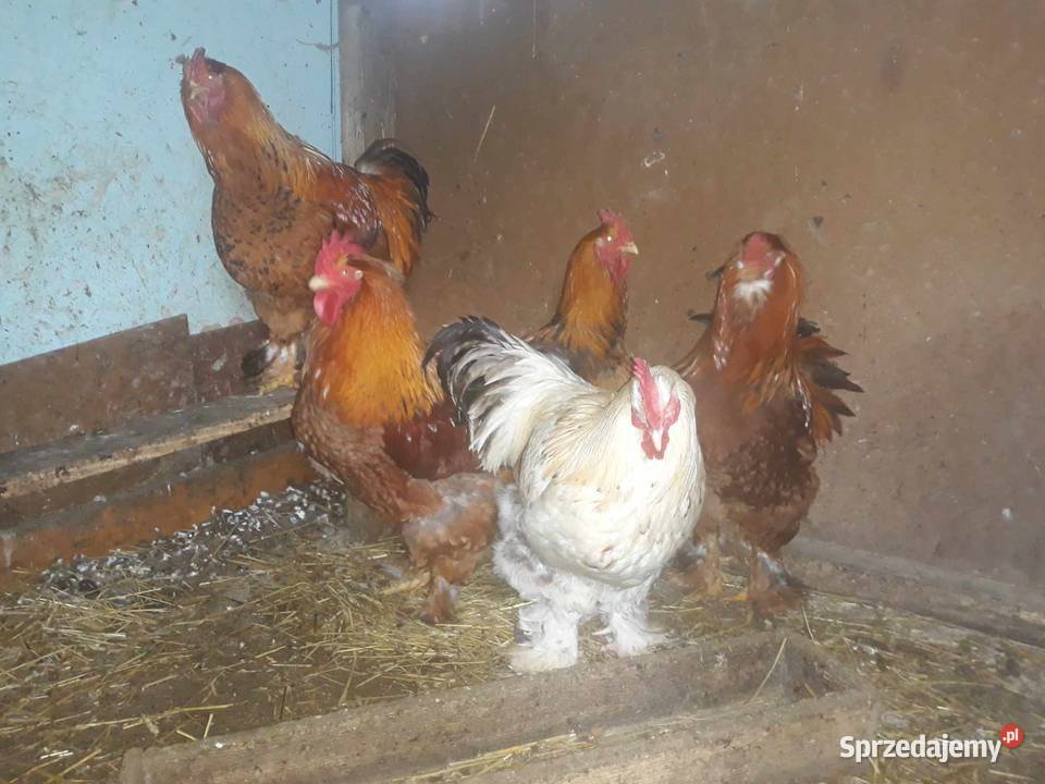 Koguty Drób i ptactwo Ropa sprzedam