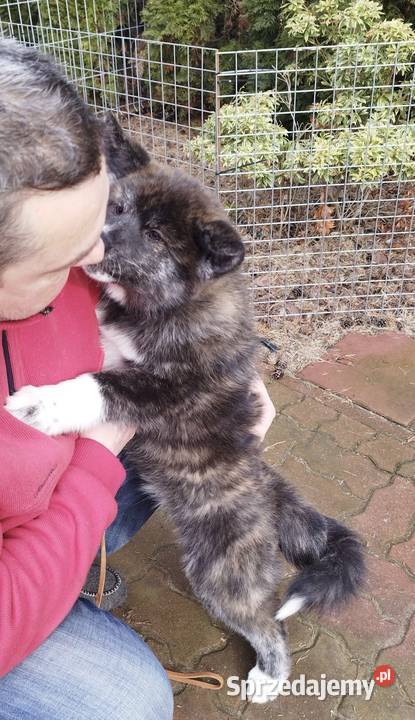 Akita inu sunia Zkwp pręgowana Rajszew