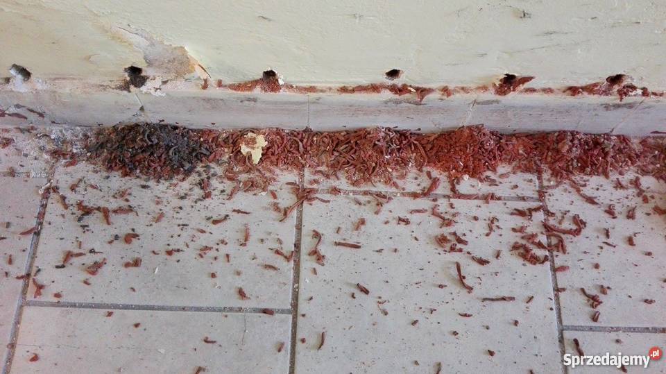 OSUSZANIE ODGRZYBIANIE budynków izolacje drenaż usługi budowlane