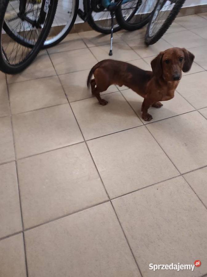 Sprzedam jamnika Głogów Małopolski