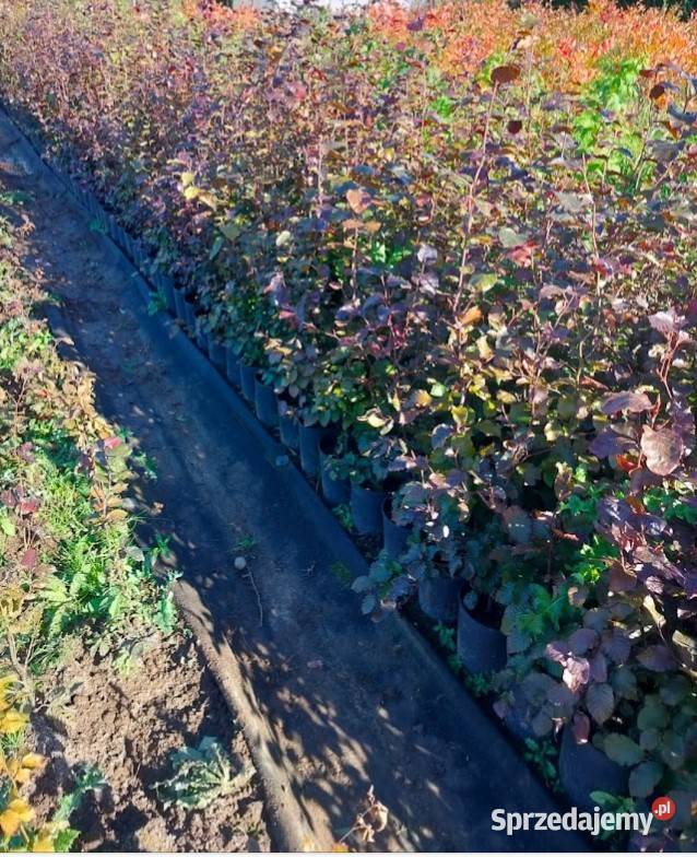 Buk purpurowy C3 80 110 Dom i Ogród Szczecinek