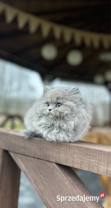 Kocur Brytyjski liliowy Rodowód WCF Mińsk Mazowiecki