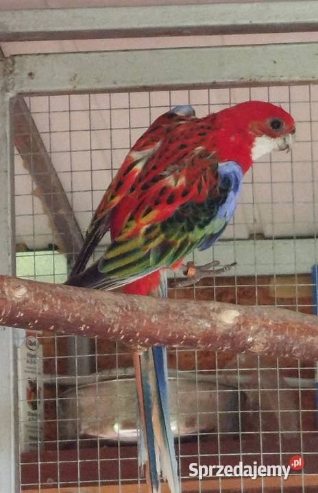 Dorosła samica Rozella 2022