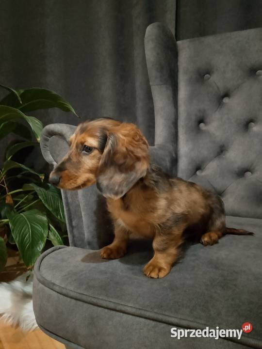 Jamnik długowłosy merle piesek Żyrardów