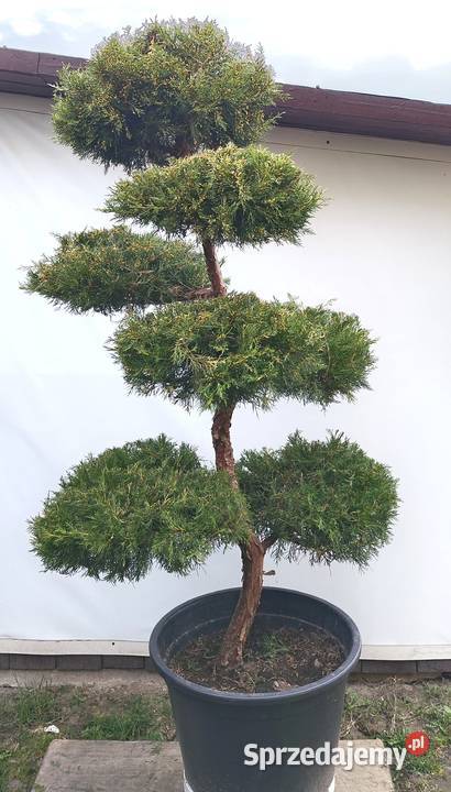 Bonsai Niwaki Jałowiec Kuriwao Gold Medynia Łańcucka