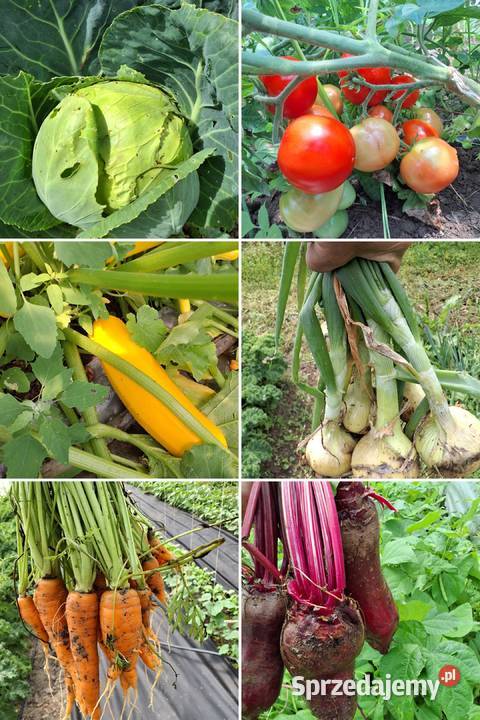 Warzywa sezonowe owoce mleko świeże prosto z Lubomierz