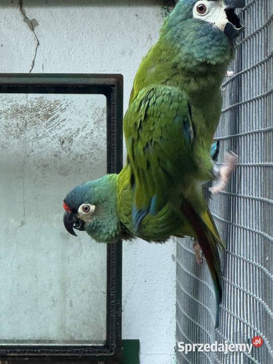 Ara marakana para lęgowa małopolskie Myślenice